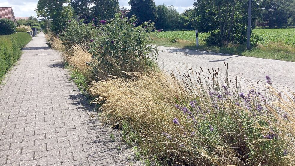 Die Beete an der Straße Am Sandkasten in Leezdorf bedürfen dringend der Pflege. Foto: privat