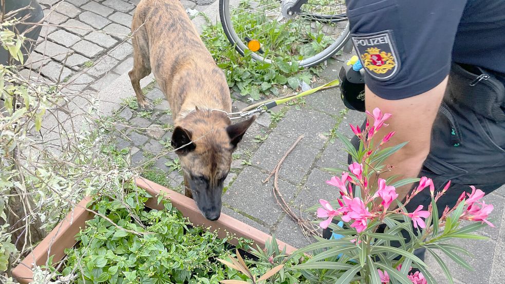 Diensthund Hudson der Polizei Bremen auf der Suche nach Drogenbunkern. Foto: Polizei Bremen