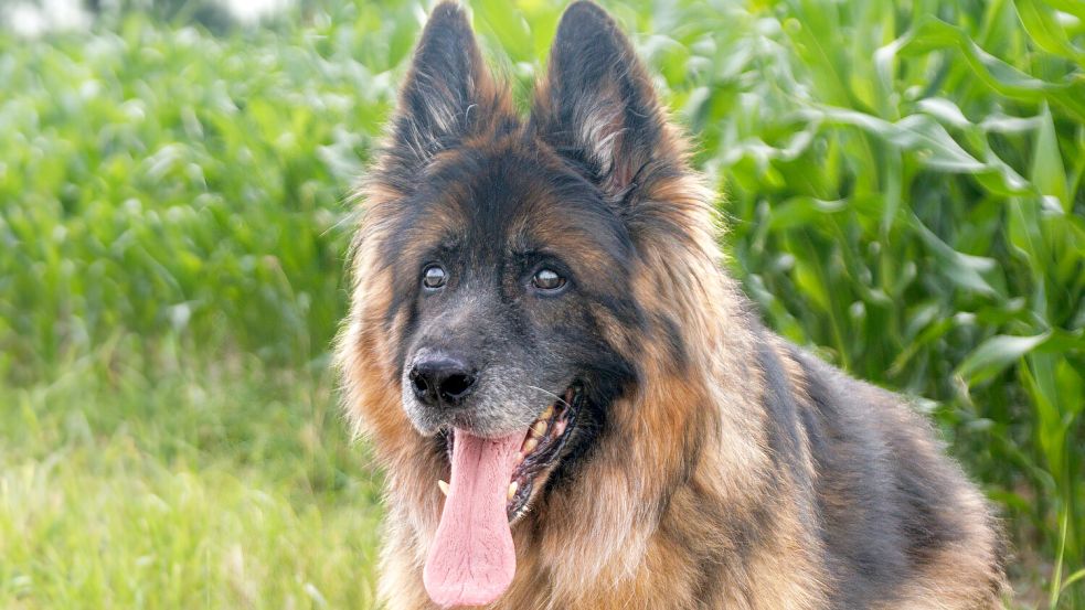 Plüschig: Charly ist ein Langhaarschäferhund. Foto: Anke Hempel