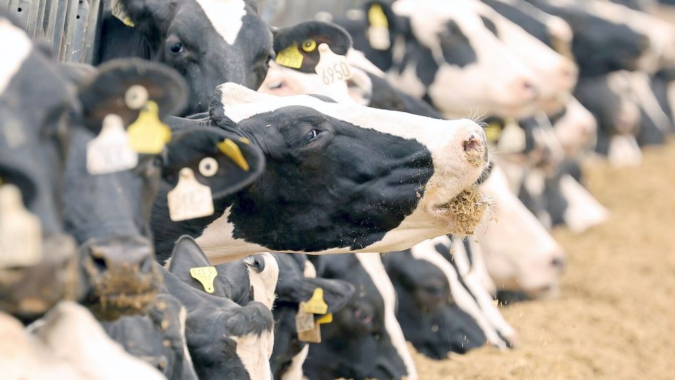 Diese Milchkühe sind gut versorgt. In Südbrookmerland sollen hingegen einige Tiere auf einem Hof regelrecht ausgezehrt gewesen sein. Foto: DPA