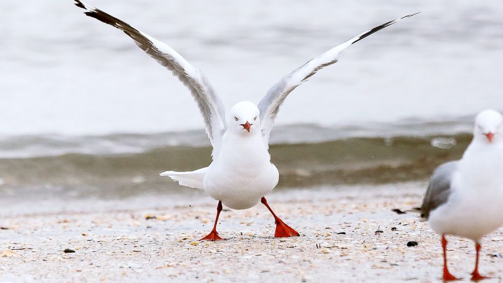 Aktuell scheinen Möwen in Norddeutschland ziemlich auf Krawall gebürstet zu sein. Zufall? Foto: Unsplash/Phil Botha