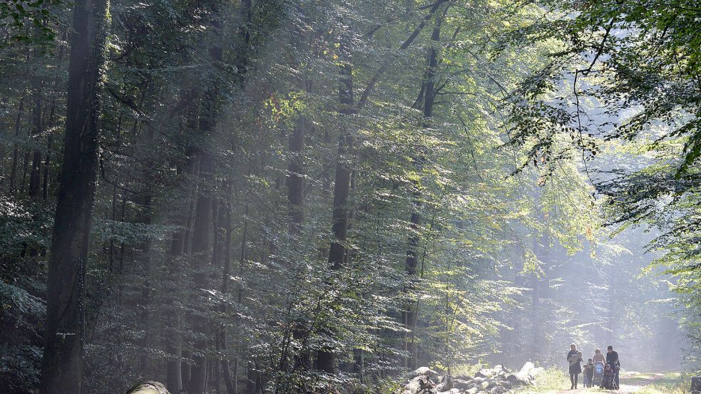 Der Hasbruch ist ein beliebter Ort bei Spaziergängern. Foto: dpa