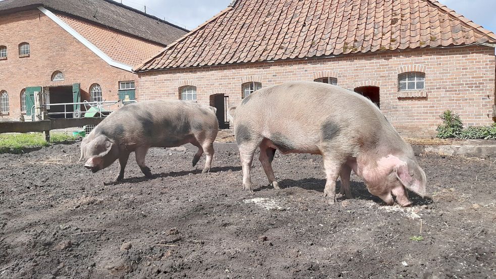 Tiere wie die Bentheimer Schweine waren stets die Stars bei den Freizeiten auf dem Nabu-Woldenhof in Wiegboldsbur. Foto: privat