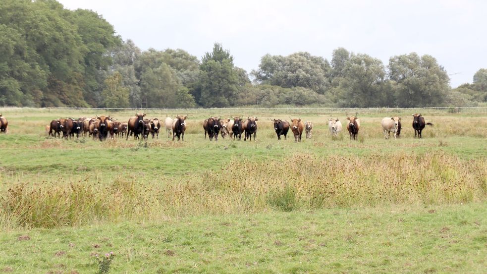 Knapp 50 Heckrinder weiden derzeit am Thedingaer Vorwerk. Der Nabu will die Haltung abgeben und kalkuliert für den Abbau der Herde zwei bis drei Jahre ein.