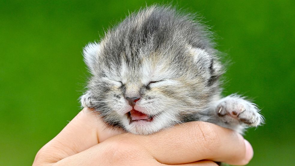 Junge Katzen soll die Angeklagte gegen eine Schuppenwand geworfen und getötet haben. Foto: DPA