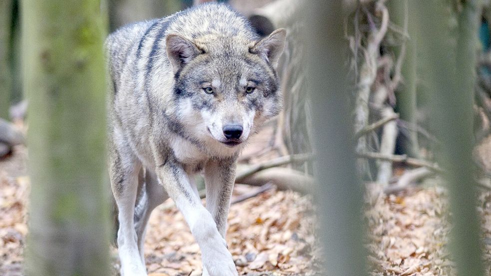 Im März riss ein Wolf in Dornum drei Schafe und verletzte zwei weitere. Foto: DPA