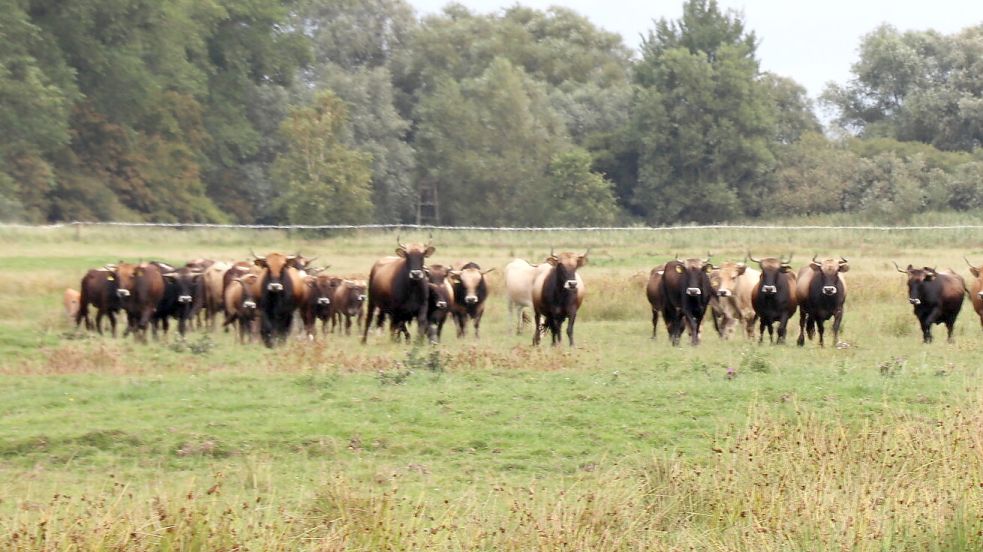 Die ausgewachsenen Bullen in der Herde sollen möglichst bald per Weideschuss getötet und geschlachtet werden. Foto: Karin Böhmer