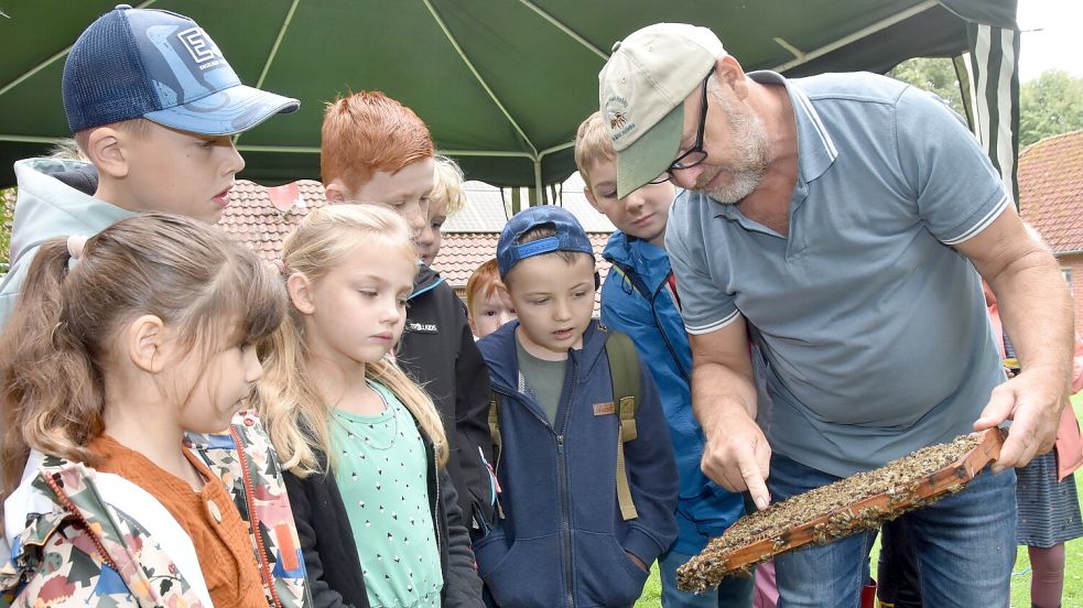 Imker Jürgen Erdmann aus Rechtsupweg zeigt Kindern Honigwaben, auf denen Tausende Bienen krabbeln. Weil seine Tiere sehr friedvoll sind, braucht der 61-Jährige keine Schutzkleidung und die Kinder konnten ganz nah an den Stock ran. Foto: Thomas Dirks