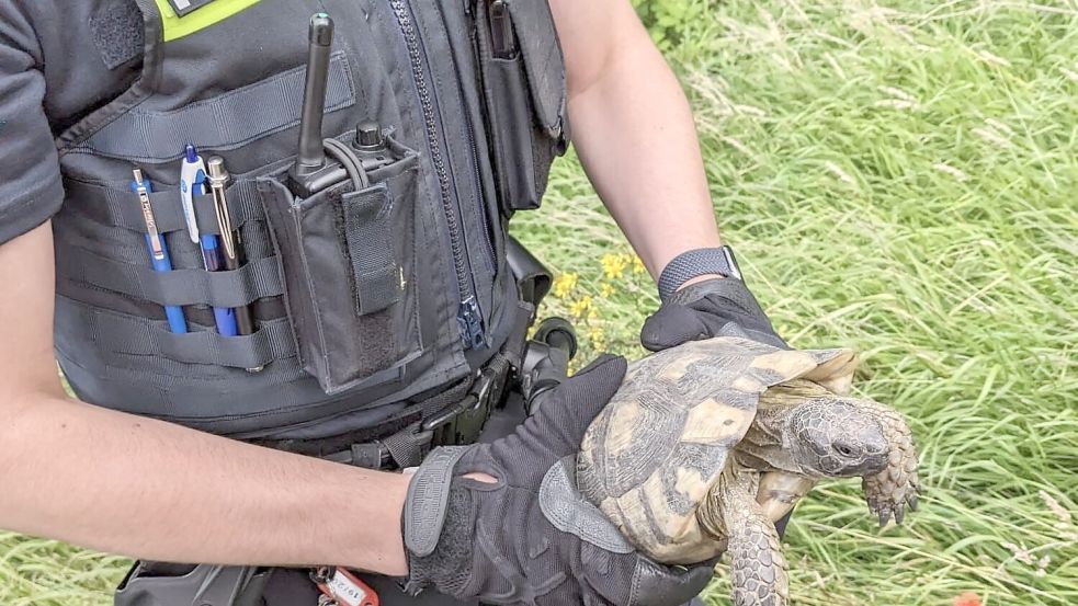 Kalle, so heißt die Schildkröte, scheint sich derzeit mit seiner Partnerin nicht so gut zu verstehen. Foto: Polizeiinspektion Delmenhorst/Oldenburg-Land/Wesermarsch