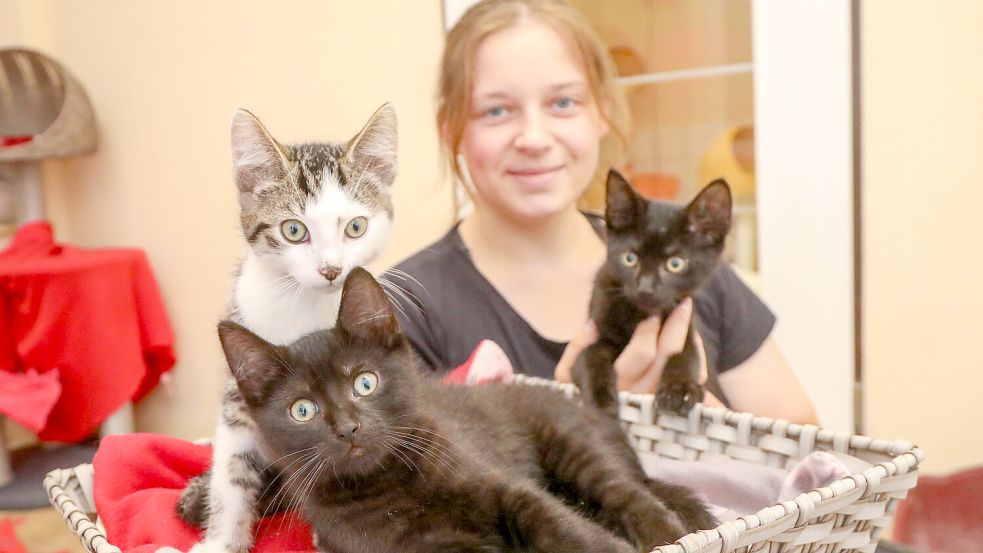 23 Katzen wohnen derzeit im Auricher Tierheim und werden von Neele Kaufmann und ihrem Team versorgt. Foto: Romuald Banik