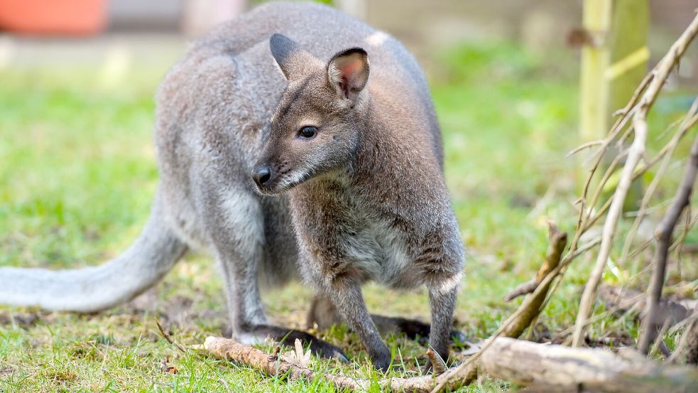 Bei Werneuchen in Brandenburg wurde vermutlich ein Rotnacken-Wallaby gesehen. Foto: Philipp Schulze/dpa