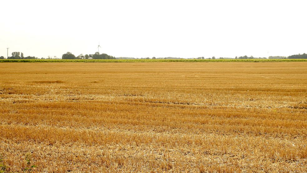 Auf dieser Fläche am Rande von Upgant-Schott – hier mit Blick in Richtung Wirdum – sollen sechs Windkraftanlagen in Viereck-Anordnung aufgebaut werden. Foto: Karin Böhmer