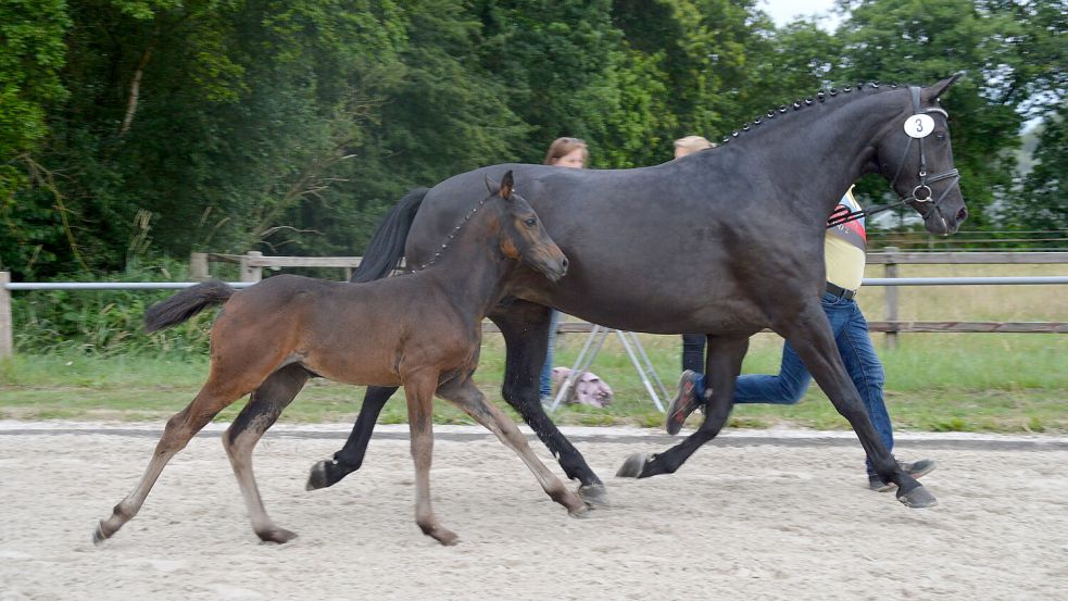 Die diesjährige Ostfriesland-Championesse der springorientiert gezogenen Fohlen, eine mit Höchstnoten bedachte Stute vom belgischen Topvererber Finishing Touch, gehört zu den interessantesten Kandidaten der am Sonntag beginnenden Online-Auktion. Foto: Gerd-D. Gauger