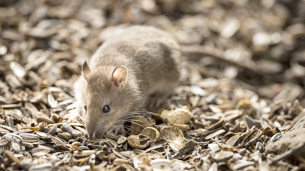 Unbekannte haben offenbar ihre Ratten an einer Raststätte bei Hannover ausgesetzt. Foto: dpa/PA Wire/Danny Lawson