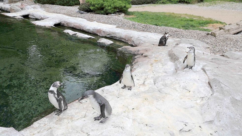 Pfleger fanden am Morgen im Rostocker Zoo einen toten Humboldtpinguin. Er lag auf dem Bauch, daneben der abgetrennte Kopf. Foto: Stefan Tretropp