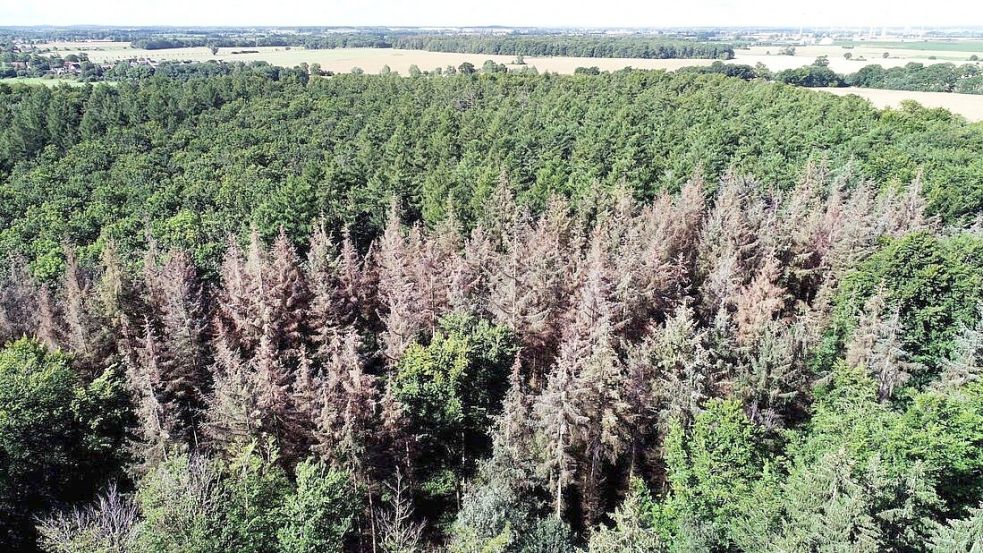 Seit Jahren macht das Klima dem Wald in Deutschland zu schaffen Foto: Bernd Wüstneck/dpa