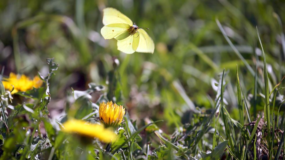 Zitronenfalter brauchen Blüten und ihre Raupen den Faulbaum als Nahrungsquelle. Foto: DPA