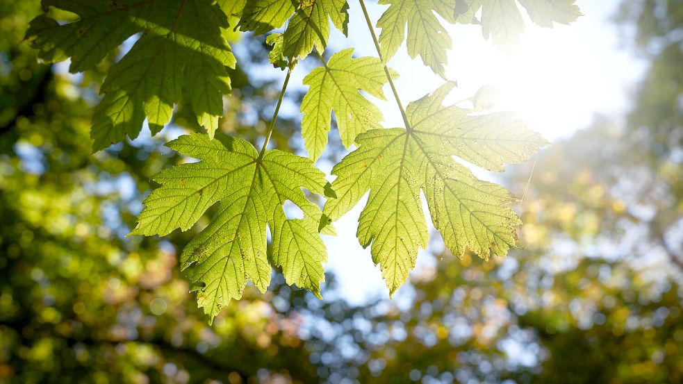 Das Wetter am Wochenende bietet sich auch für einen spätsommerlichen Spaziergang im Wald an. Foto: imago images/Zoonar