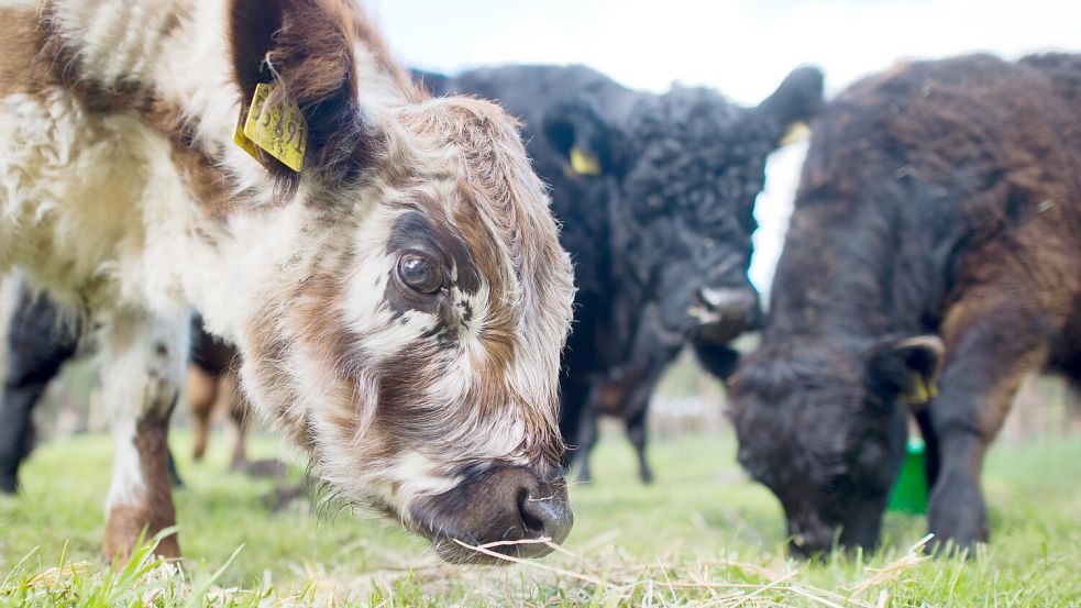 Eine Herde bestehend aus dutzenden Galloway-Rindern beschäftigt derzeit die Behörden im Landkreis Göttingen. Foto: dpa/Julian Stratenschulte