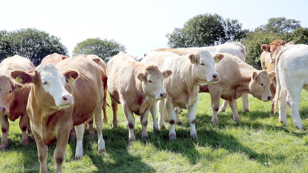 Rinder stehen in Ballyvaughan in der Grafschaft Clare bei Dublin auf der Weide eines Agrarbetriebs. Foto: picture alliance / dpa