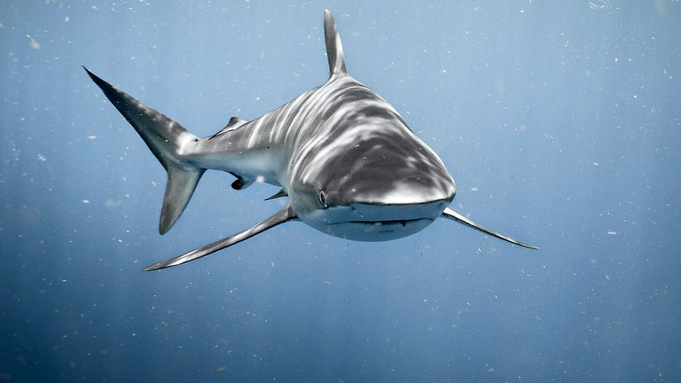 Vorsicht, Hai: Um Schwimmer an den Stränden vor Australien zu schützen, werden wieder Hainetze aufgespannt. Foto: unsplash/Chase Baker