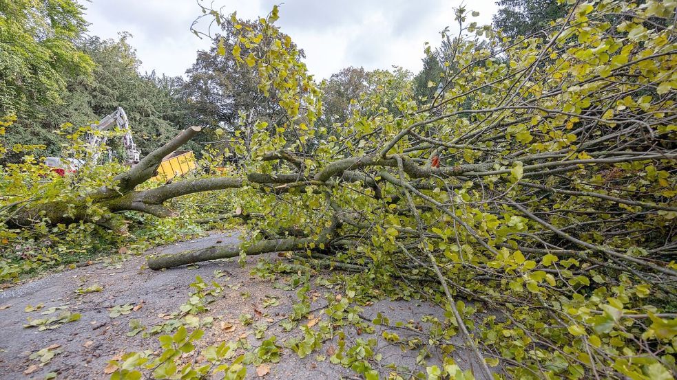Arbeiter zerlegen den Baum, der aus bisher ungeklärter Ursache umgestürzt ist. Foto: Heiko Becker/dpa