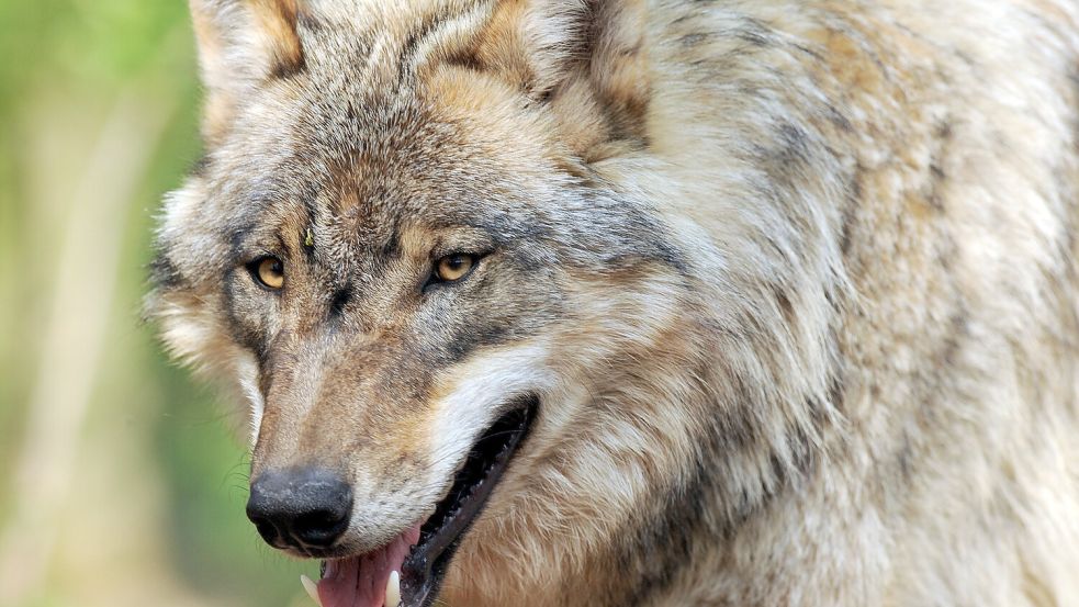 Die Ausbreitung von Wölfen in der Region bereitet Tierhaltern Sorgen. Foto: Ingo Wagner/DPA