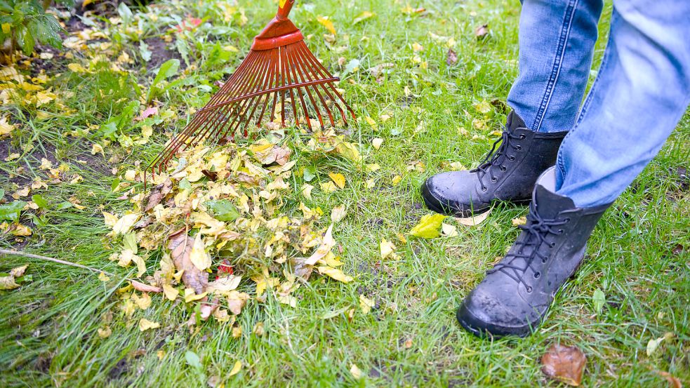 Eine Frau harkt mit einem Rechen buntes Laub zusammen. Foto: DPA