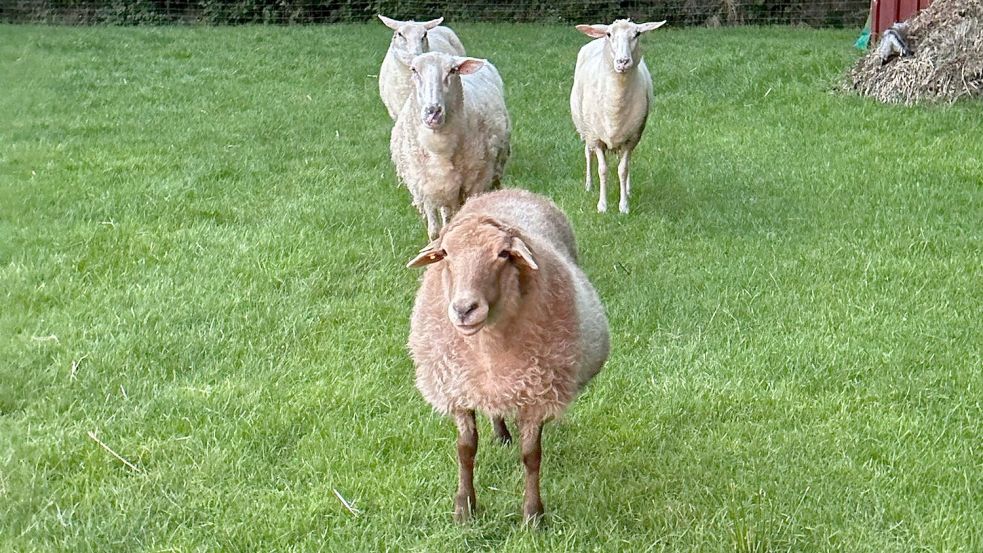 Das alte Wollschaf Oma Lotti (vorne) durfte zu anderen Artgenossen nach Wittmund ziehen. Foto: privat