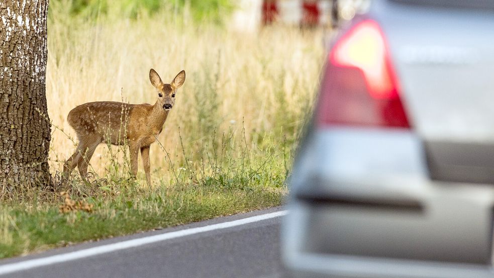 Ein junges Reh steht am Rand einer Landstraße, während ein Auto vorbeifährt. Foto: Patrick Pleul/DPA