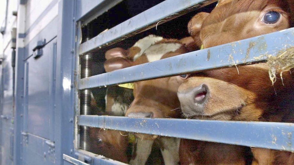 Rinder werden auf einem Lastwagen transportiert. Foto: Ulrich Perrey/DPA