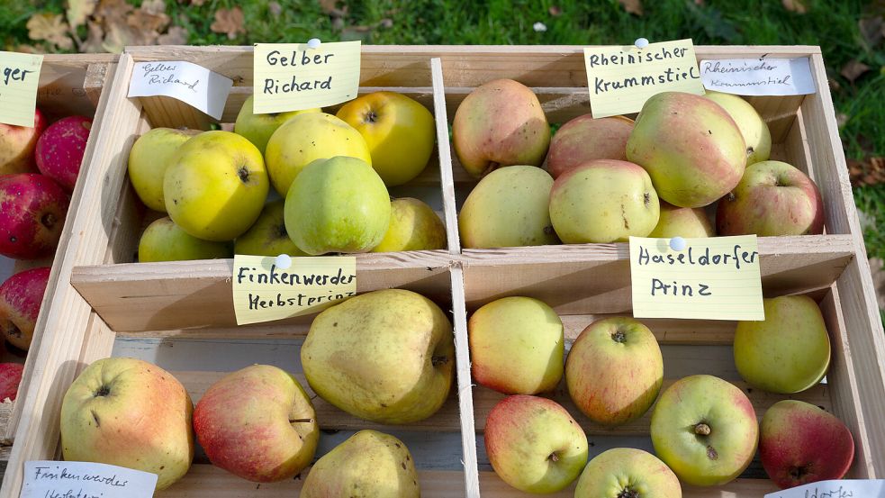 Im Supermarkt findet man diese Schätze nicht. Foto: Folkert Bents