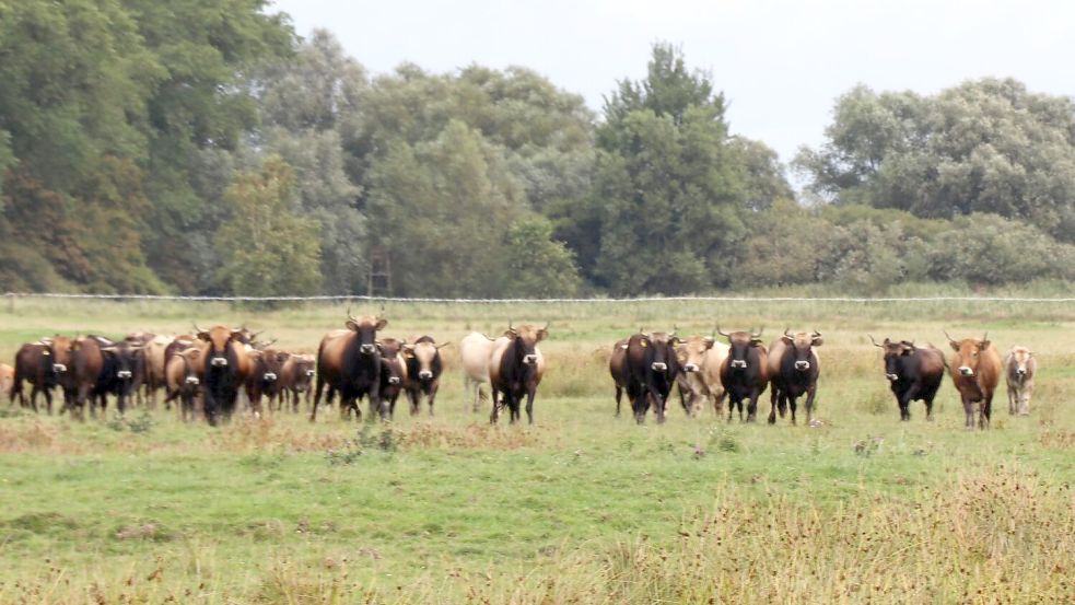 Heckrinder am Thedingaer Vorwerk im Landkreis Leer. Foto: Karin Böhmer