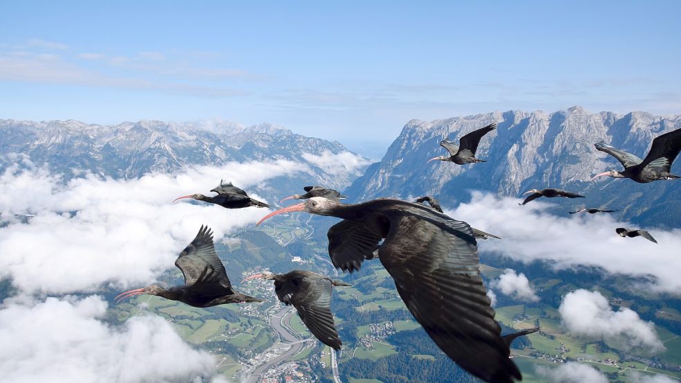 Eine Gruppe von Waldrappen auf ihrem Weg Richtung Süden. Foto: Waldrappteam Conservation & Research