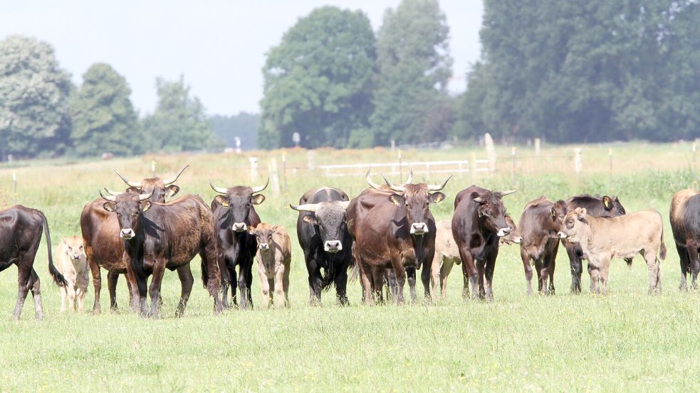 Heckrinder eines Nabu-Beweidungsprojekts. Foto: Nabu