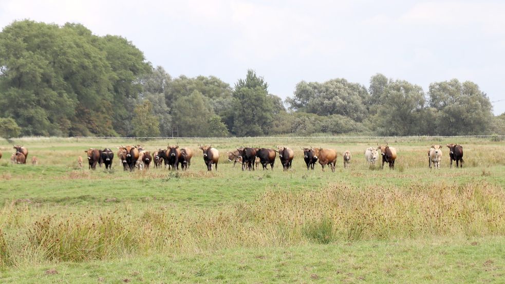 Auf der Fläche in Thedingaer Vorwerk stehen noch Rinder. Die Herde, die in Coldam weidete, ist durch Verkauf, Vermittlung und Schlachtung aufgelöst. Foto: Karin Böhmer