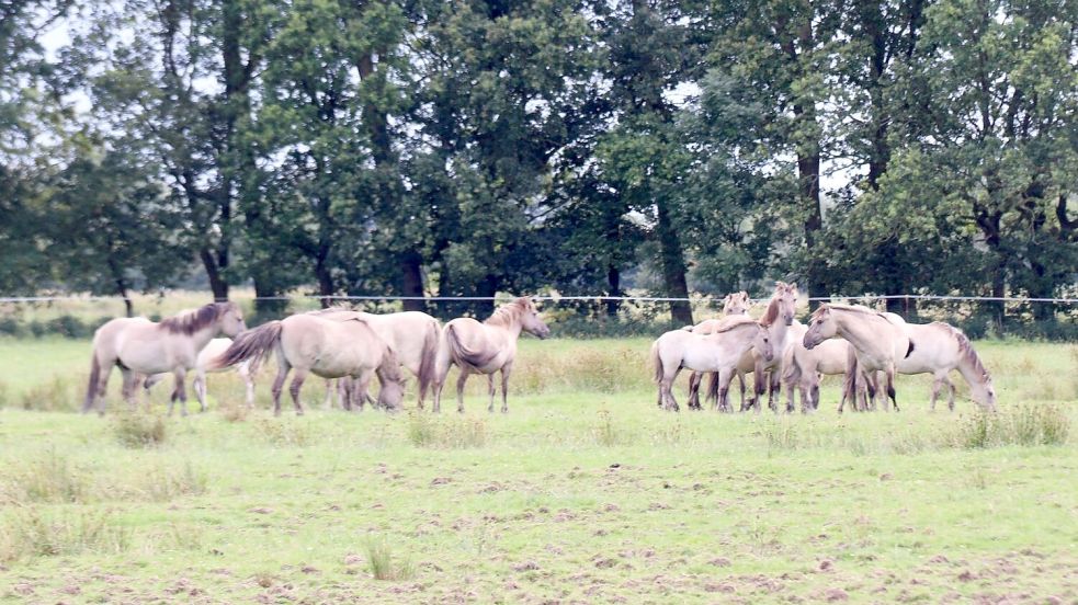 Die Koniks sollen sukzessive verkauft werden. Foto: Karin Böhmer