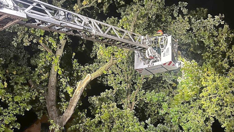 Ein 12 Meter hohen Baum wurde von den Sturmböen gespalten. Foto: Schoon