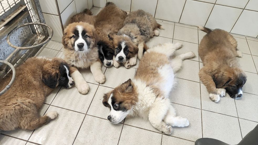 Einblick in den Tierheim-Alltag mit den sechs jungen Hunden. Foto: Tierheim Aurich