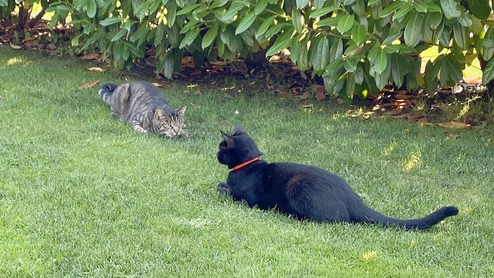 Zwei Kater spielen draußen in einem Garten. In Ihlow müssen die Tiere bereits kastriert sein, bevor sie ab der Geschlechtsreife zu Freigängern werden. Foto: Christin Wetzel