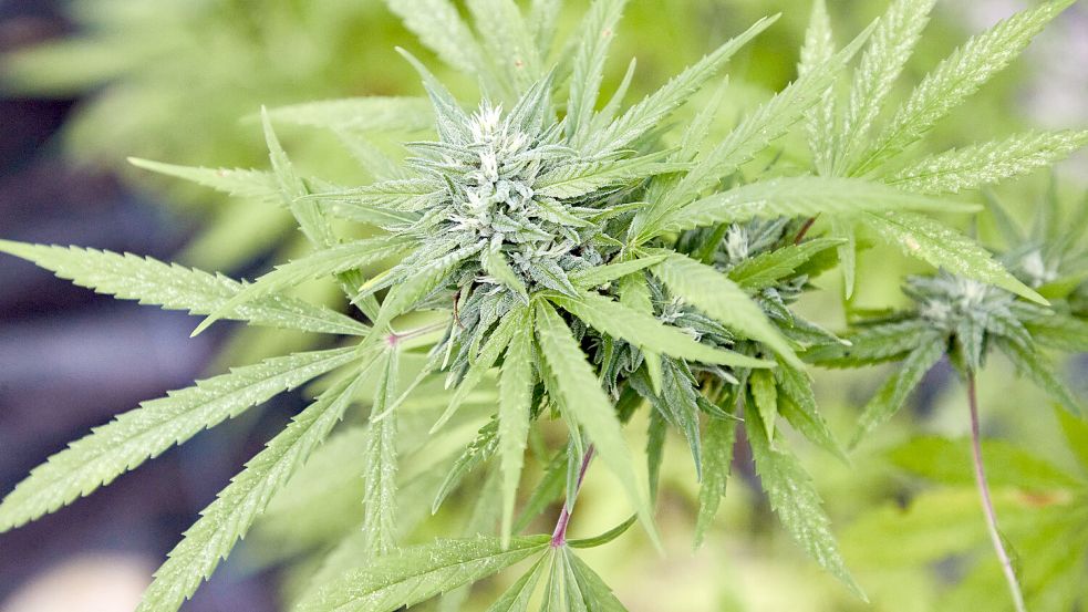 Eine Cannabispflanze, aufgenommen in einem Gewächshaus. Foto: DPA