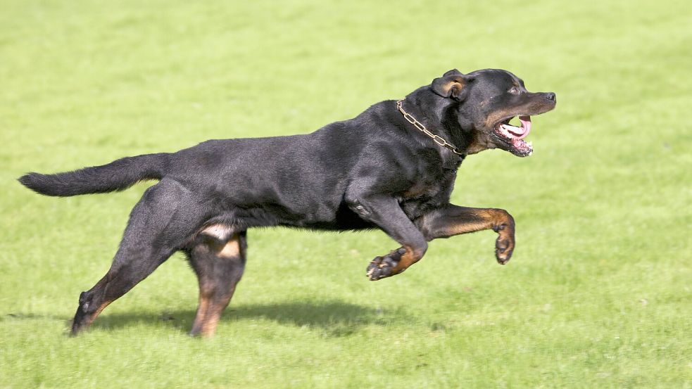 Ein Rottweiler ist in Bremen auf ein Kind zugerannt und hat mehrfach zugebissen. Foto: imago images / Ardea