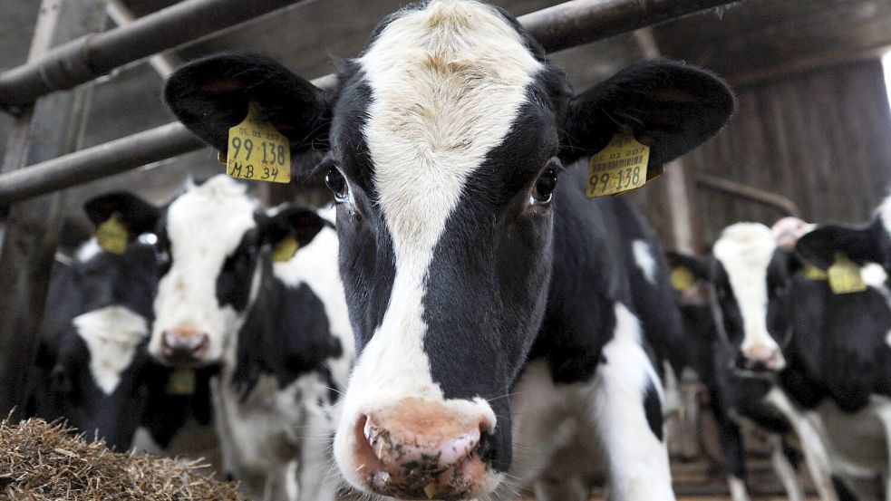 Kälber in einem Stall. Foto: Carsten Rehder/DPA