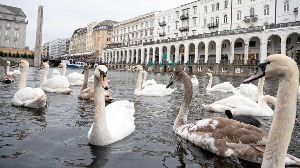 Schwäne schwimmen in einer Schleuse der Alster. Hamburgs Alsterschwäne kommen in ihr Winterquartier. Foto: Daniel Bockwoldt/dpa