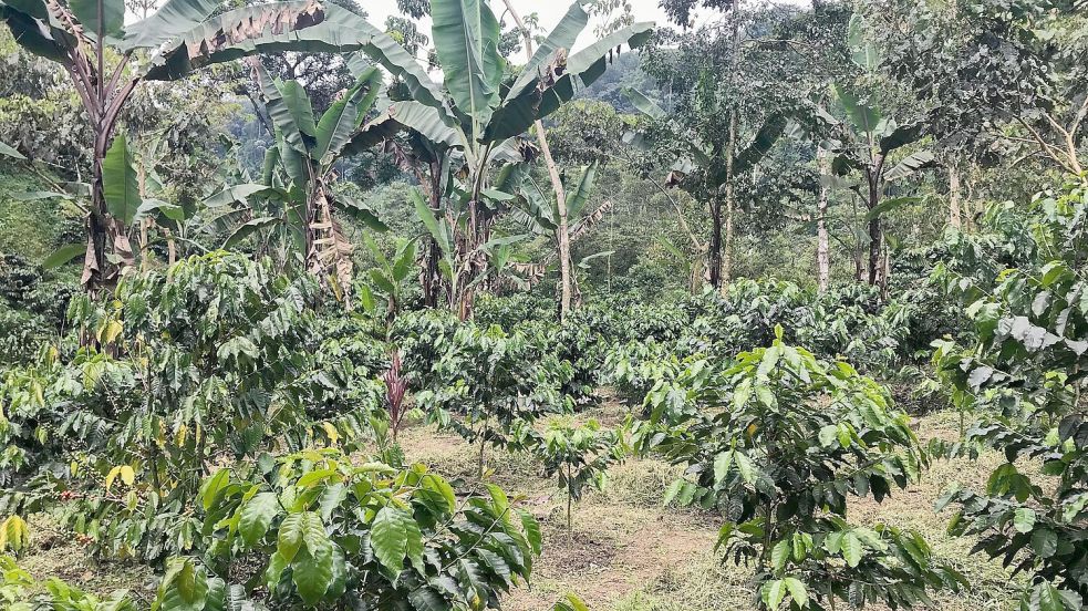 Der Klimawandel wirkt sich auch auf den Kaffeeanbau aus. Foto: Nick Kaiser/dpa/dpa-tmn