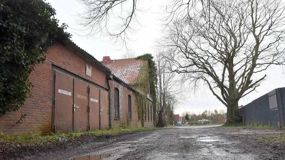 Die alte Blutbuche (rechts) steht an der Zufahrt von der Hauptstraße zum Gelände der früheren Diskothek Allotria (links). Foto: Thomas Dirks