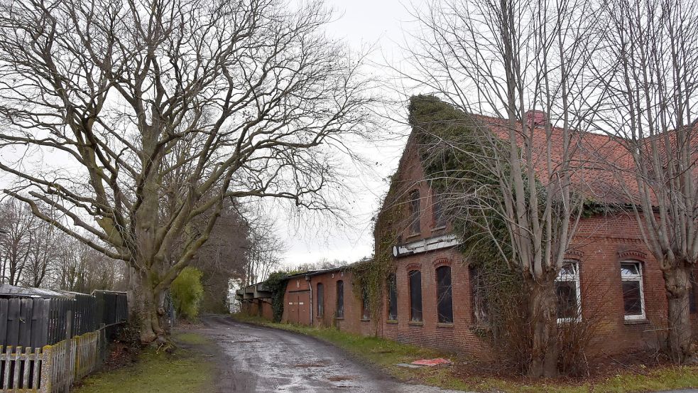 Die alte Blutbuche (links) steht an der Zufahrt von der Hauptstraße zum Gelände der früheren Diskothek Allotria (rechts). Foto: Thomas Dirks