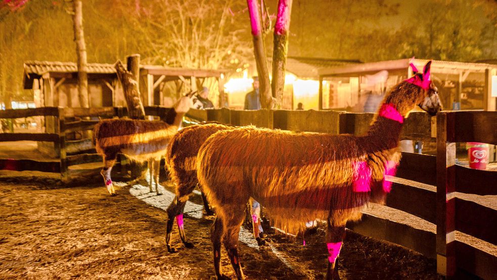 Lamas im Licht: Eine besondere Atmosphäre herrschte bei Dunkelheit im Tierpark. Foto: Folkert Bents