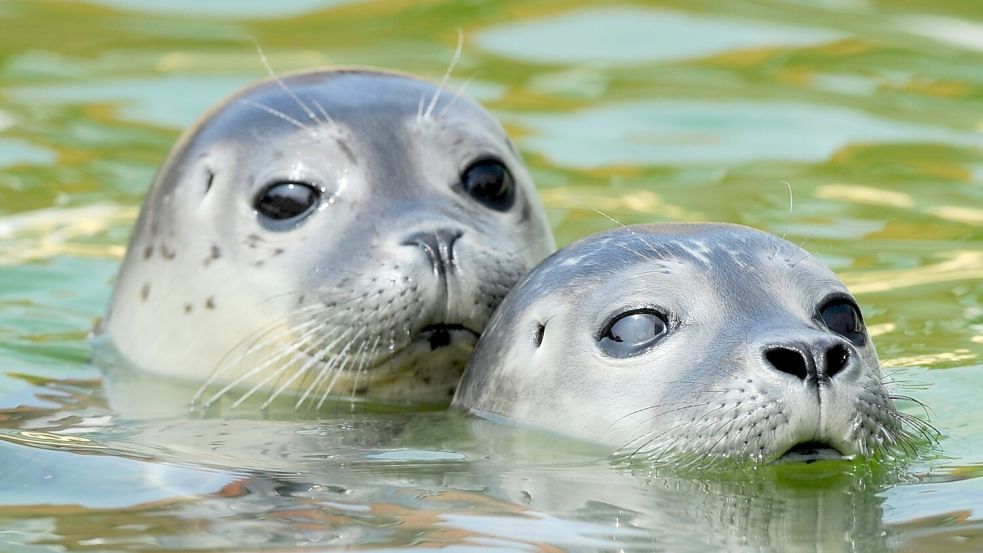 Nach der Fütterung halten diese jungen Seehunde in einem der Becken der Seehundstation in Norden-Norddeich nach weiterem Futter Ausschau. Dabei sollen sie die Besucher künftig noch besser beobachten können. Foto: DPA