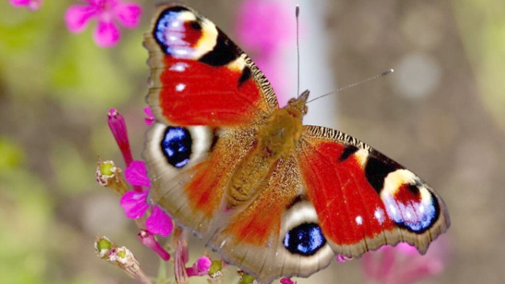 In der Großaufnahme eindrucksvoll wirkt die schillernd bunte Schuppenoberfläche der Schmetterlinge (hier ein Tagpfauenauge). Foto: Elena Dirks